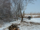 Lékelés